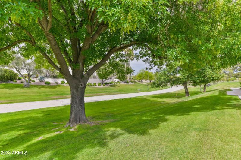 Front Patio Mature Trees