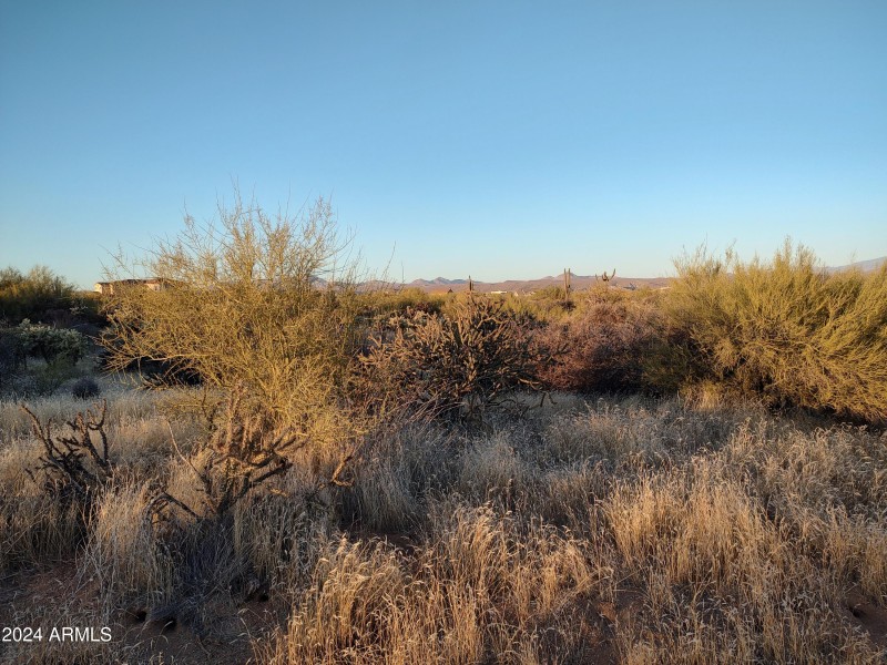 Lush Desert Vegetation