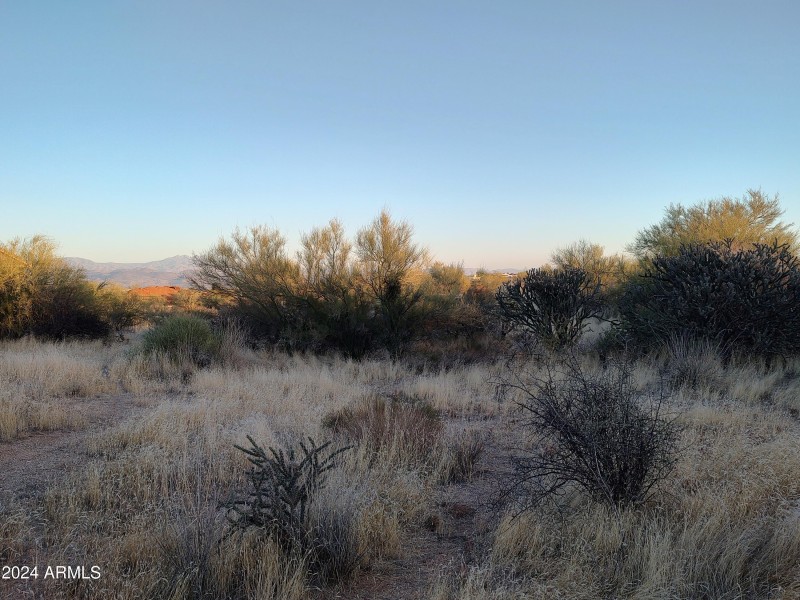 Desert Vegetation