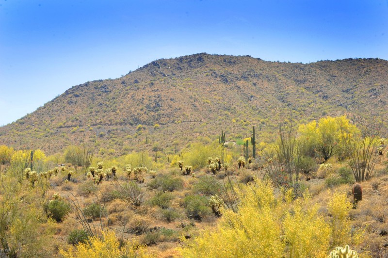 14317 E MOURNING DOVE DR 86