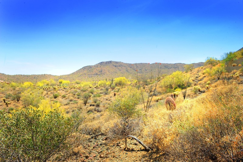 14317 E MOURNING DOVE DR 86