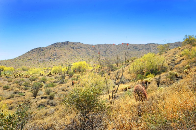 14317 E MOURNING DOVE DR 86