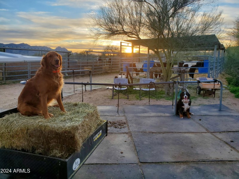 Dog + Horse Friendly Property