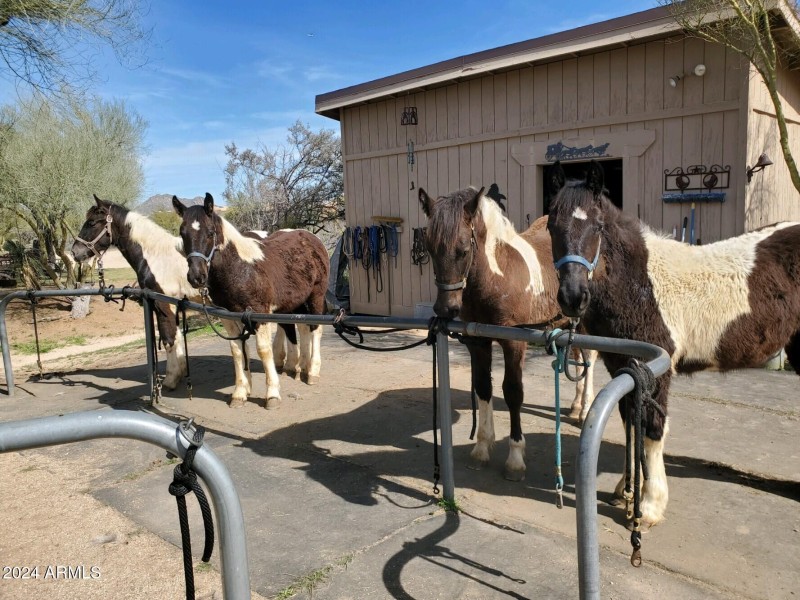 Saddle Area