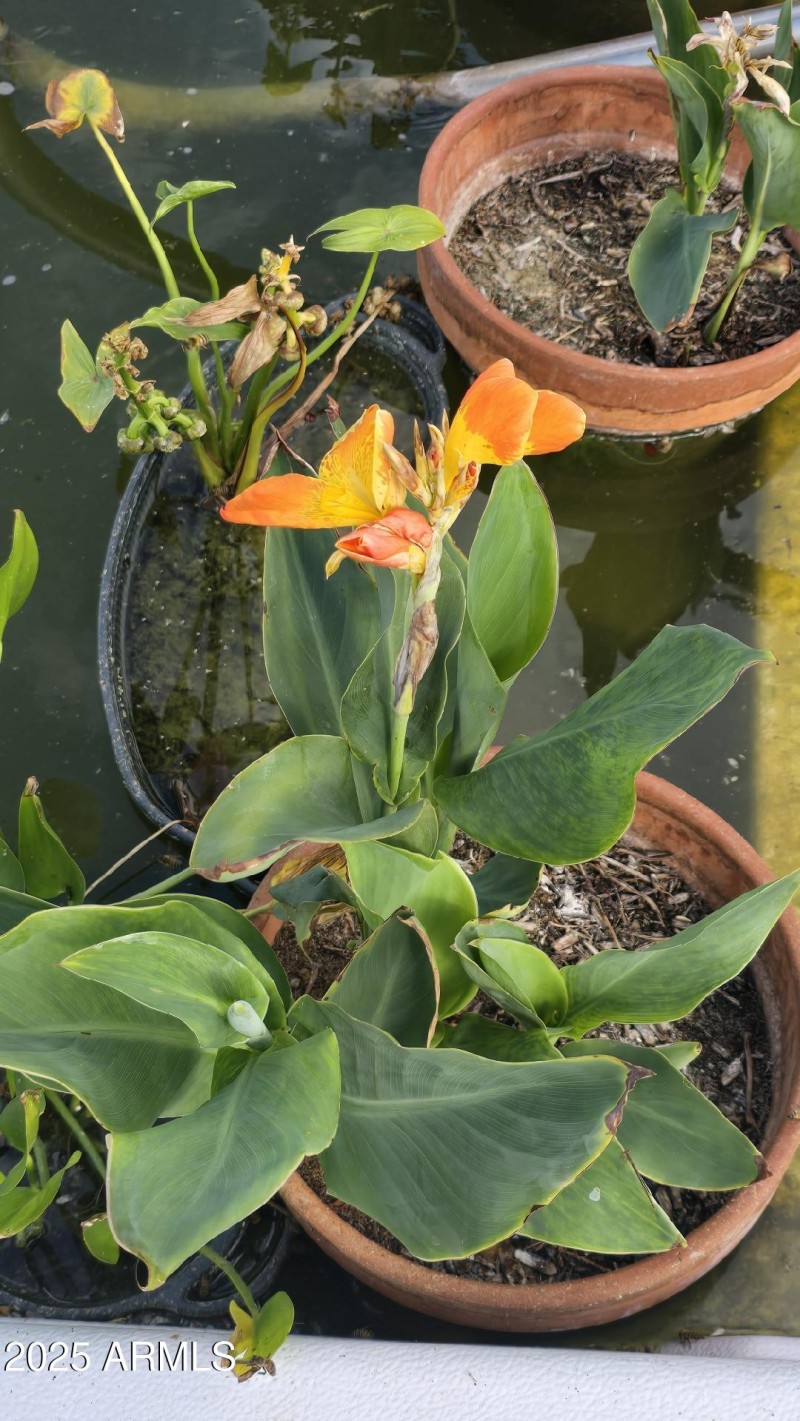 Pond Flower 2