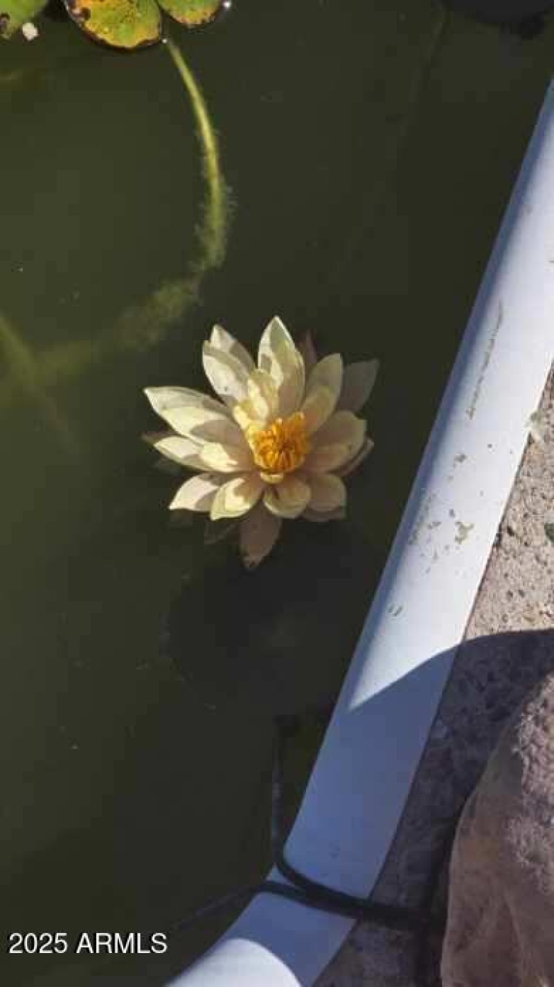 Pond flower