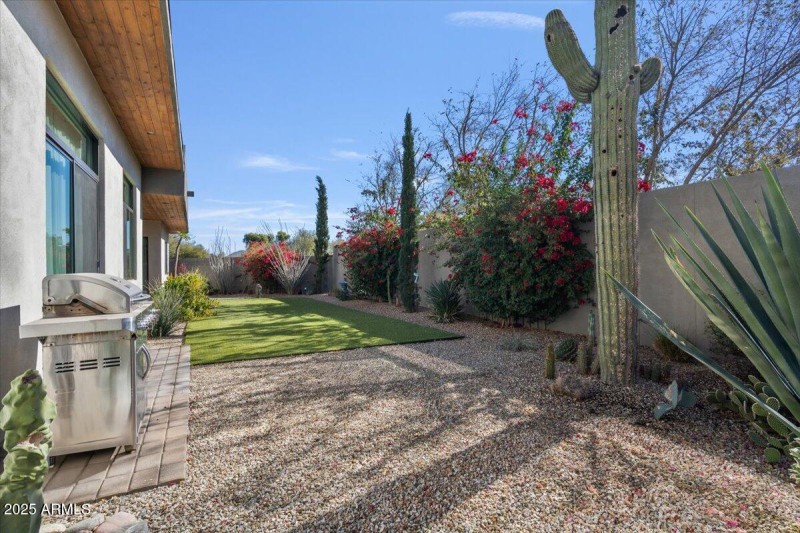 Saguaro Cactus