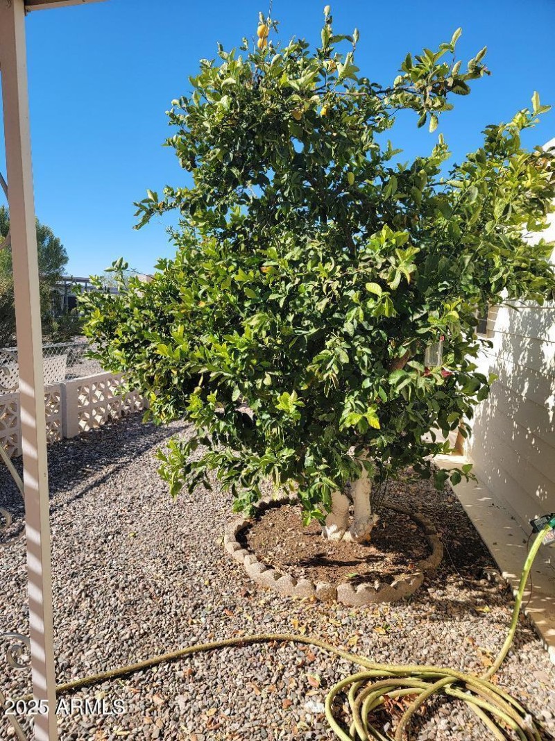 3604 fruit trees