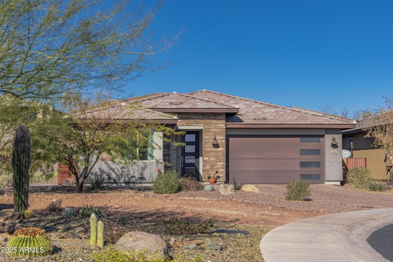 4610 Cactus Wren00034