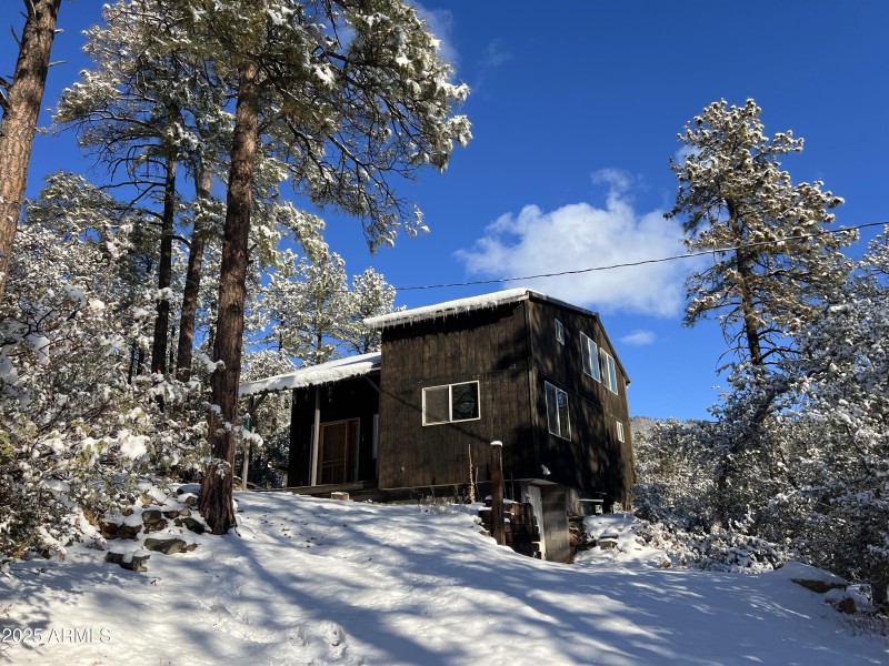 Tall pines