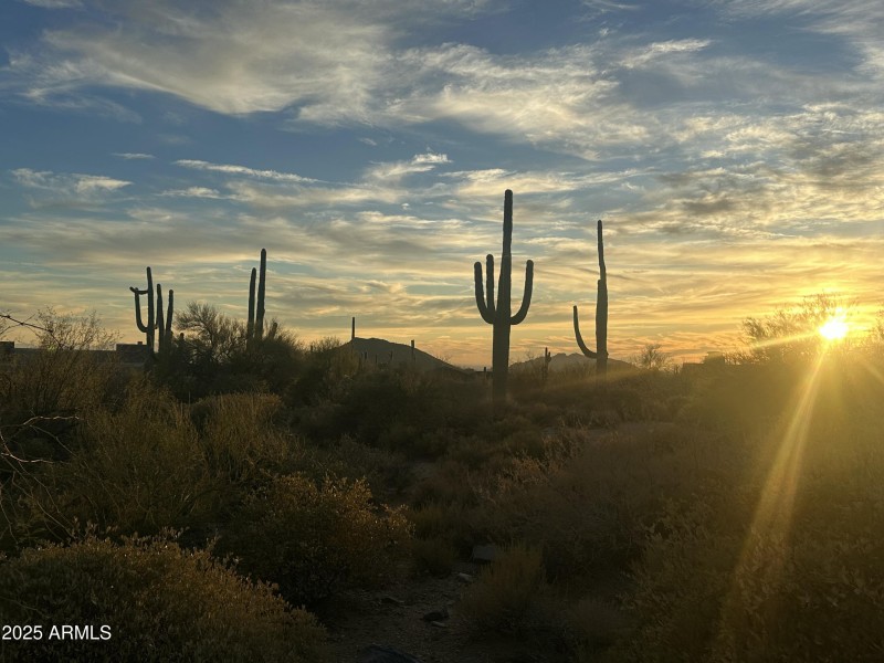 Lots of Cacti