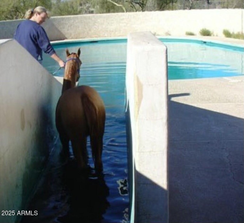 Equine pool
