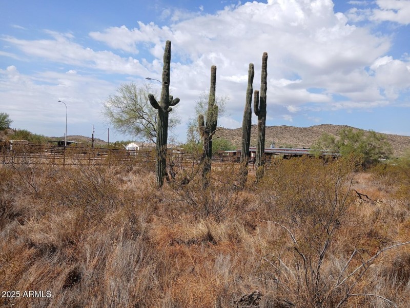 saguaros north side