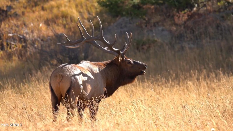 Abundant WIldlife