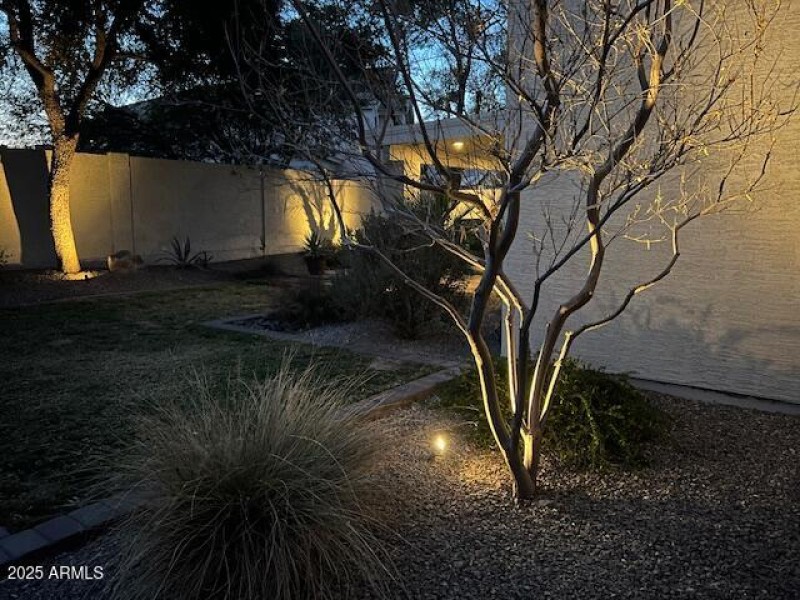 Trees at Night