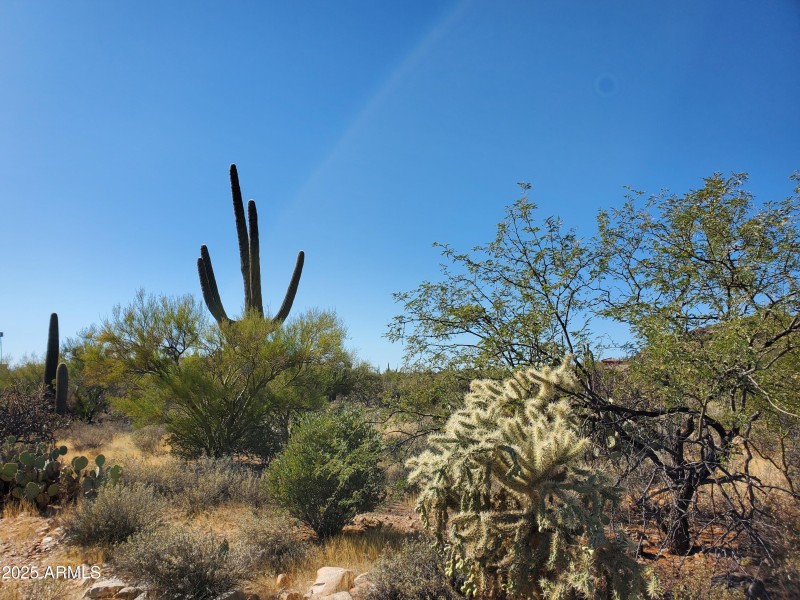 Desert Landscape