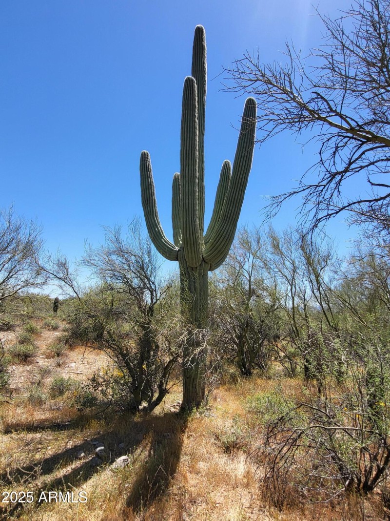 Saguaro