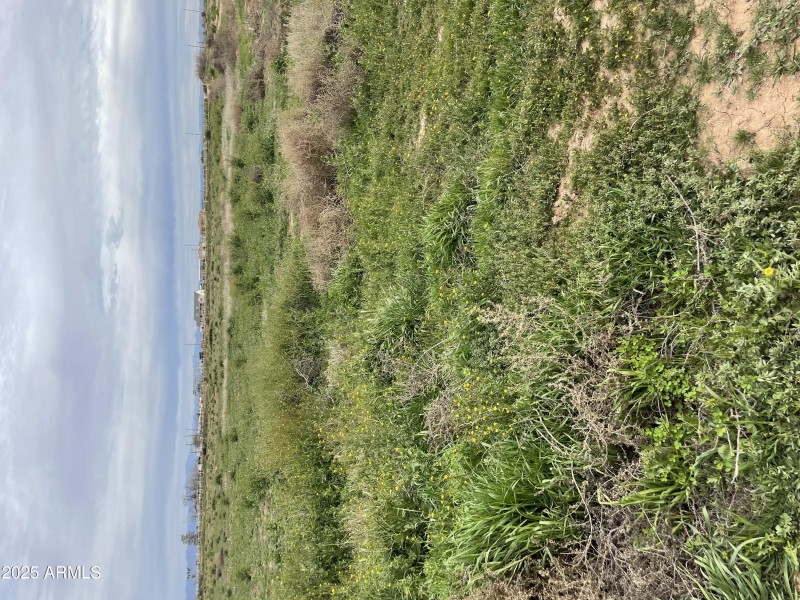 Lot Green