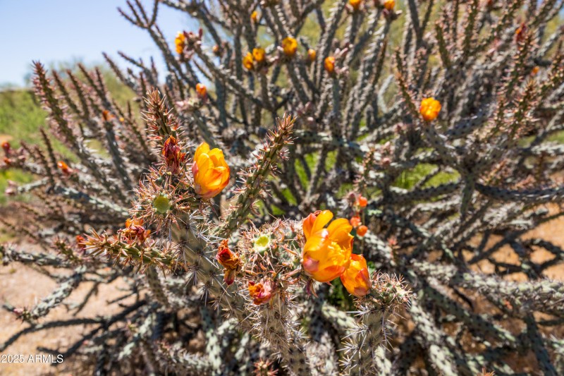 Lot native cactua