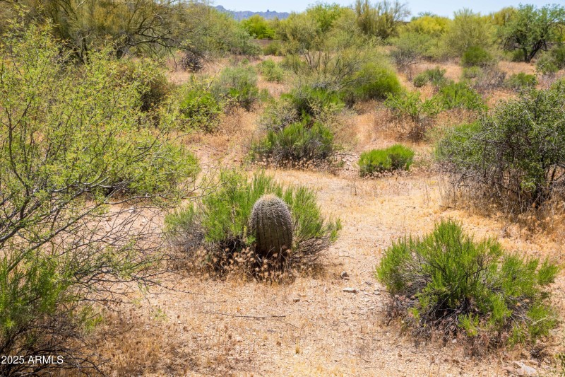 Nice cactus varieties