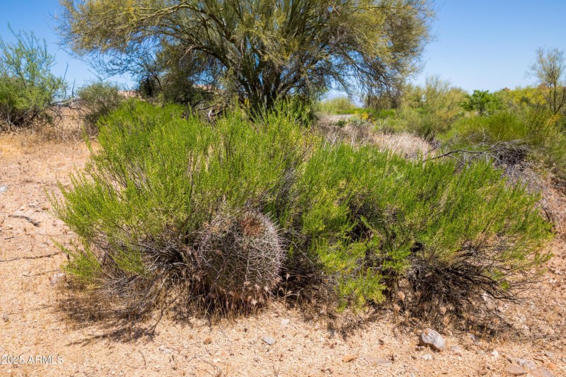 Desert Vegetation
