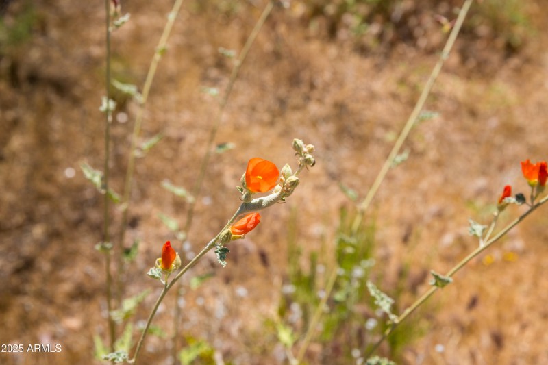 Native flora