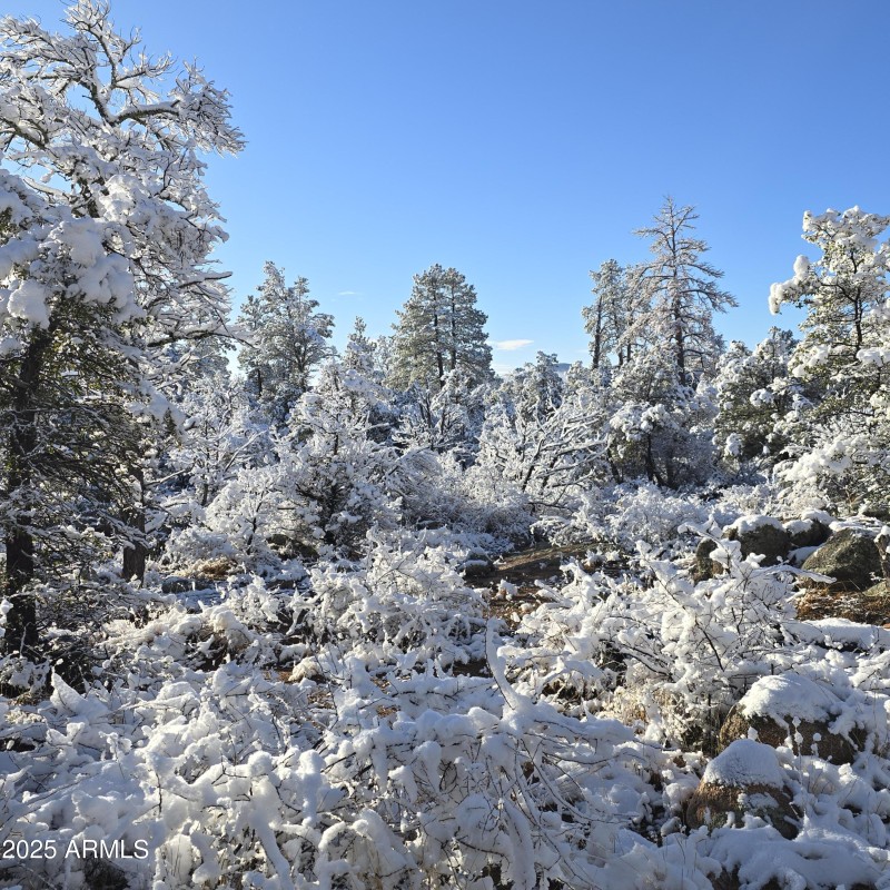SNOW Covered Trees on W side