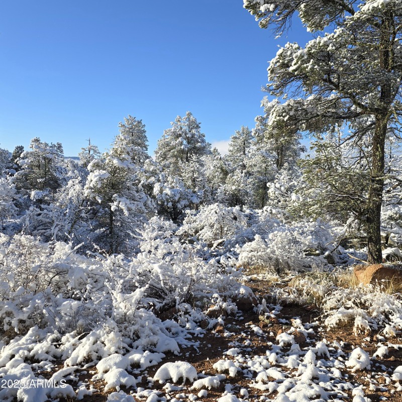 SNOW on W Side Trees