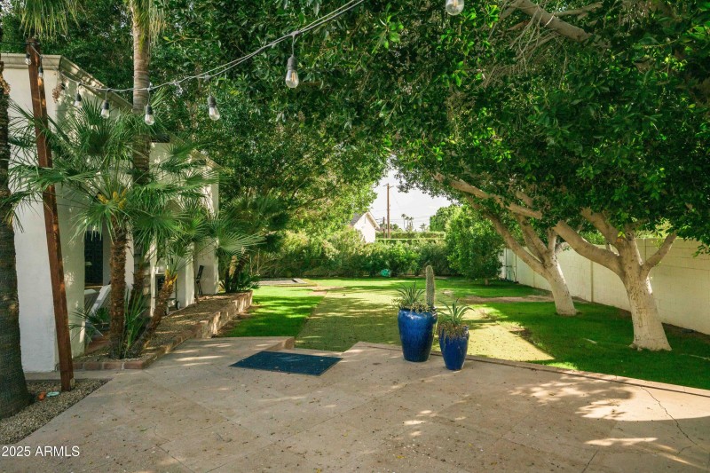 Royal mature trees