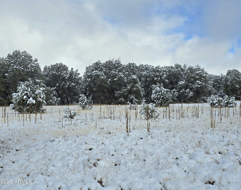 SNOW 5 Acres West Edge of Meadow