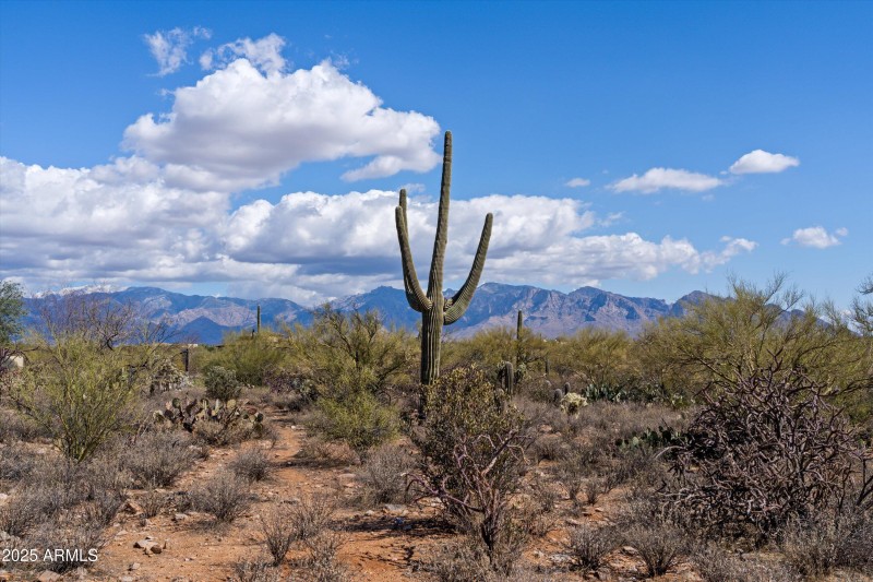 Saguaro and Catalinas