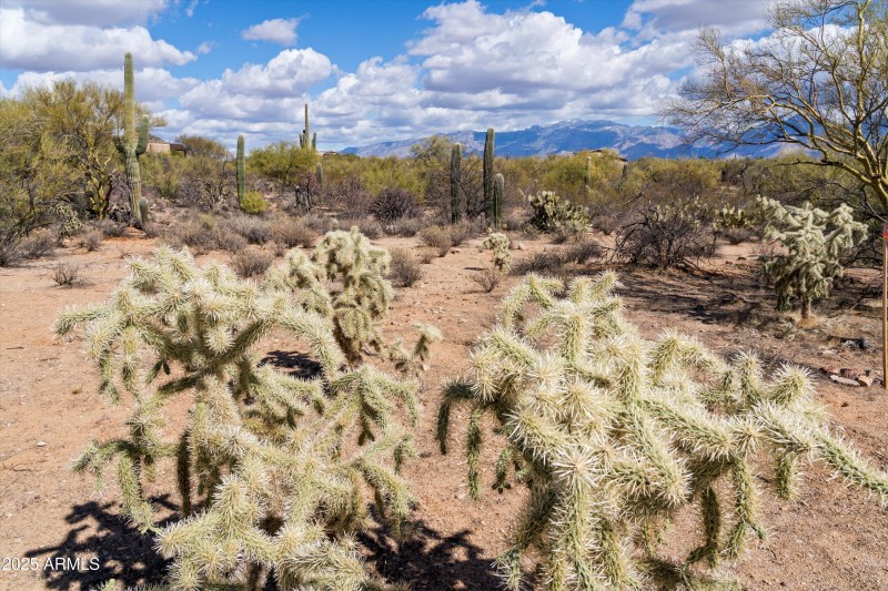 Mature Vegetation