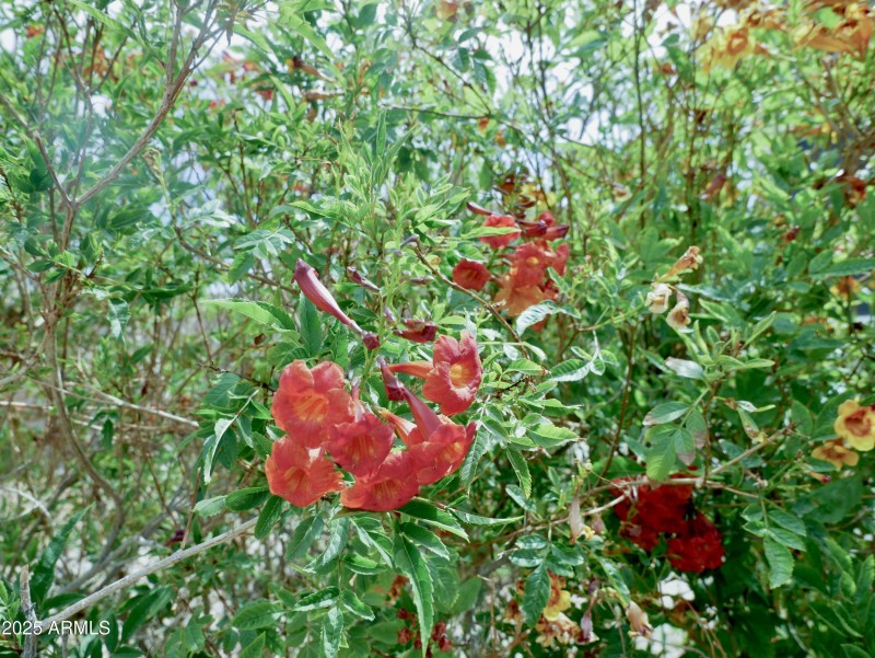 flowers