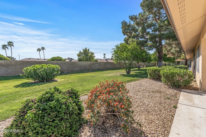 Back yard