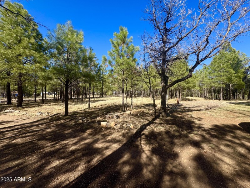 Treed lot