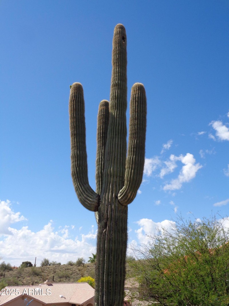 Saguaro on lot
