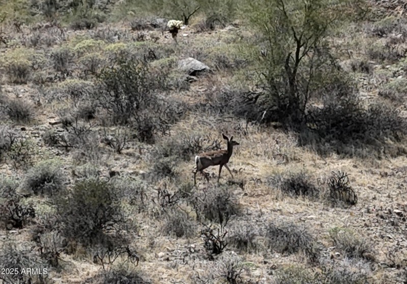 Deer on Lot