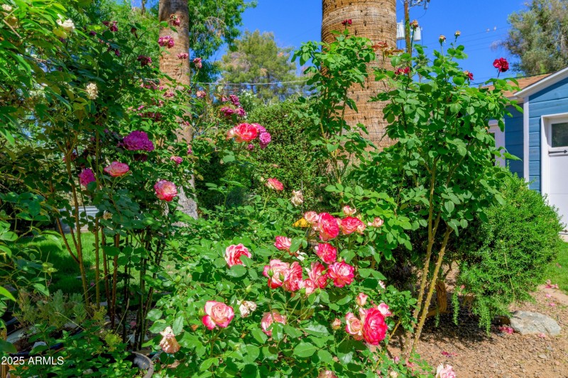 Rose Garden