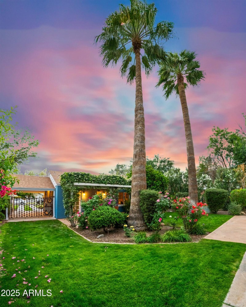 Backyard Palm Trees