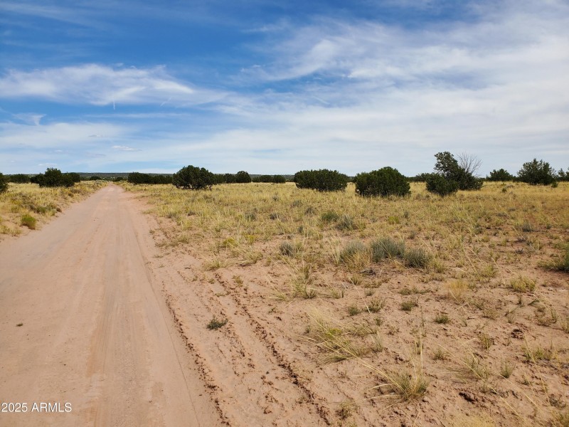 Dirt Road with Juniper