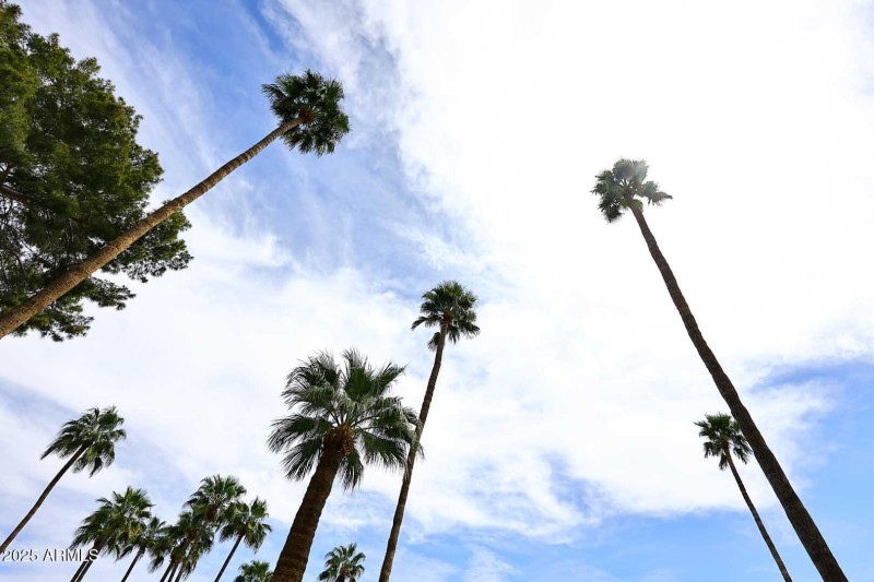 Palm Trees