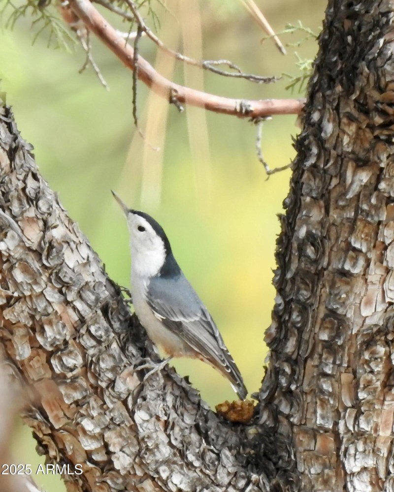 Great birds