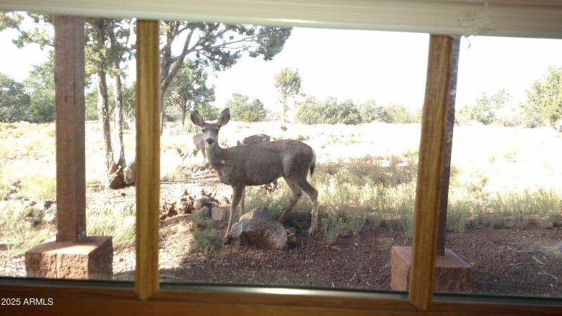 Oh Deer