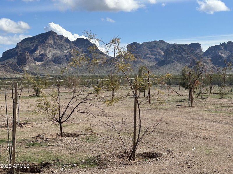 Trees_Mountain