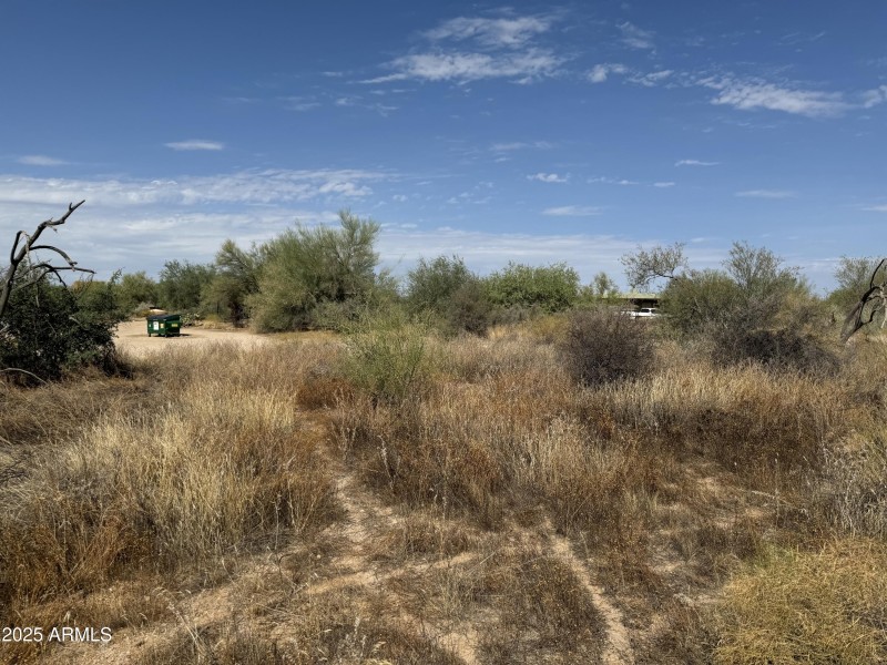 Lush Desert Vegetation