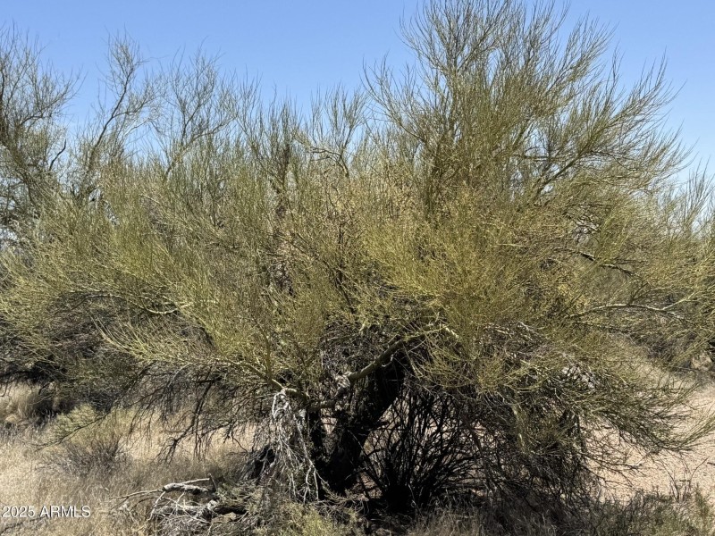 Desert Vegetation