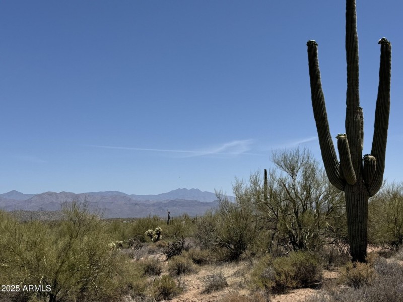 Mountain and Saguaro Views