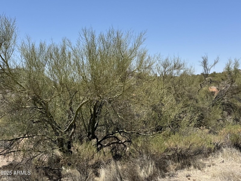Desert Vegetation