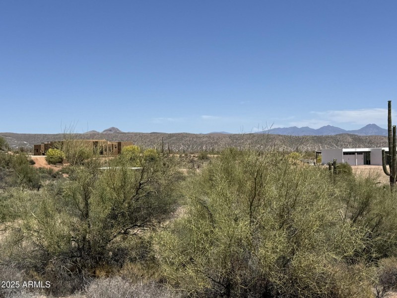 Desert Vegetation