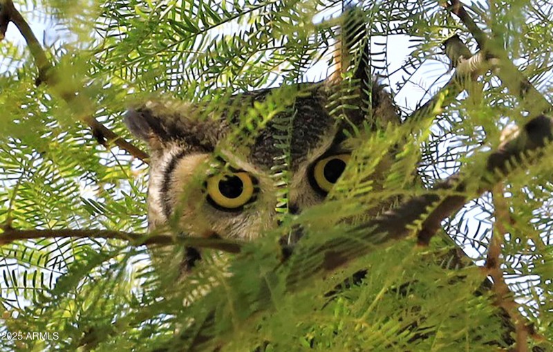 Wildlife Great Horned Owl